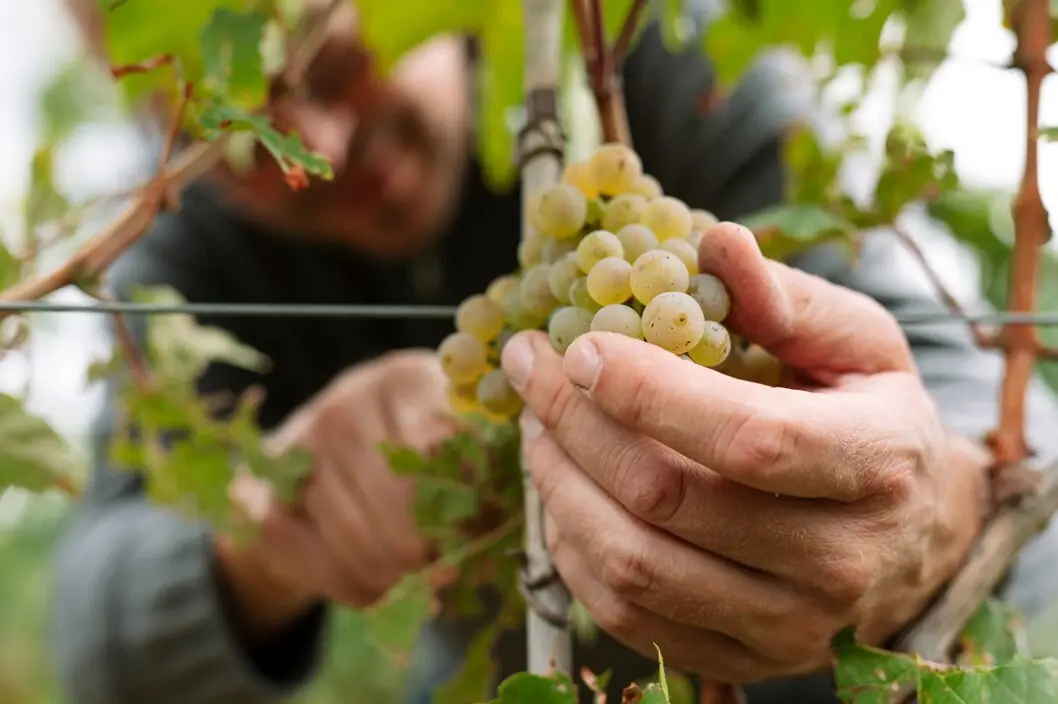 Domaine viticole Partner aja Une personne tient une grappe de raisin dans un vignoble du Palatinat.