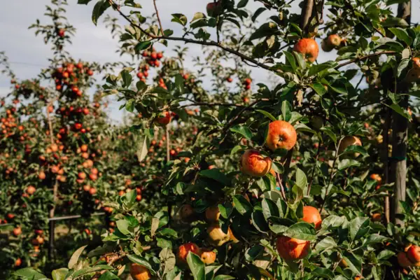 Apfelbäume im Obstgarten in Haseldorf